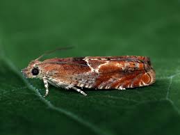 Attēlu rezultāti vaicājumam “Epinotia bilunana”