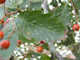 Attēlu rezultāti vaicājumam “Sorbus intermedia leaf”