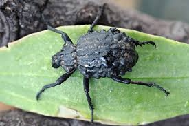 Image result for Brachycerus undatus