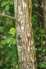 Attēlu rezultāti vaicājumam “Crataegus monogyna”