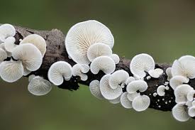 Attēlu rezultāti vaicājumam “Crepidotus versutus”