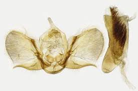 Attēlu rezultāti vaicājumam “Spargania luctuata”