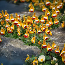 Attēlu rezultāti vaicājumam “Plantago uniflora flower”