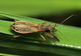 Attēlu rezultāti vaicājumam “Nabidae”