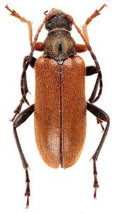 Attēlu rezultāti vaicājumam “Cortodera femorata”