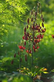 Attēlu rezultāti vaicājumam “Lilium martagon leaf”