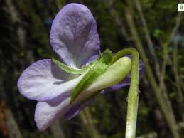 Attēlu rezultāti vaicājumam “Viola riviniana fruit”