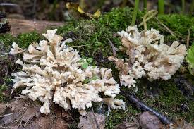 Attēlu rezultāti vaicājumam “Sebacina incrustans”