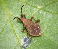 Attēlu rezultāti vaicājumam “Coreus marginatus nymph”