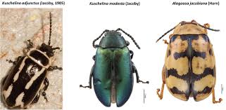 Attēlu rezultāti vaicājumam “Alticinae”