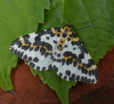 Attēlu rezultāti vaicājumam “Abraxas grossulariata imago”