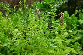 Attēlu rezultāti vaicājumam “Mentha spicata”