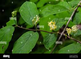 Attēlu rezultāti vaicājumam “Lonicera xylosteum”