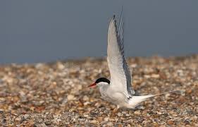 Attēlu rezultāti vaicājumam “Sterna hirundo adult”