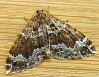 Attēlu rezultāti vaicājumam “Lampropteryx suffumata”