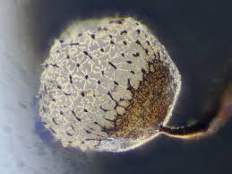 Attēlu rezultāti vaicājumam “Cribraria piriformis macro”