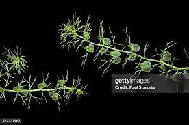 Attēlu rezultāti vaicājumam “Utricularia vulgaris leaf”