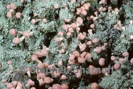 Attēlu rezultāti vaicājumam “Dibaeis baeomyces”