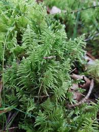 Attēlu rezultāti vaicājumam “Ptilium crista-castrensis”