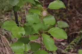 Attēlu rezultāti vaicājumam “Betula humilis”