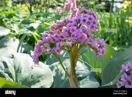 Attēlu rezultāti vaicājumam “Bergenia crassifolia flower”