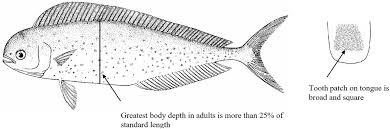 Image result for Coryphaena hippurus