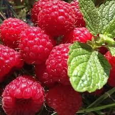 Attēlu rezultāti vaicājumam “Rubus idaeus fruit”