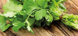 Image result for Koriander