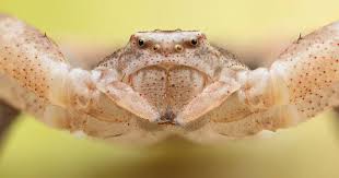 Image result for crab spider