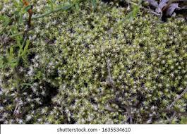 Attēlu rezultāti vaicājumam “Racomitrium canescens”