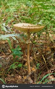 Attēlu rezultāti vaicājumam “Macrolepiota procera”