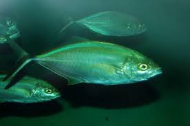 Image result for Caranx ruber