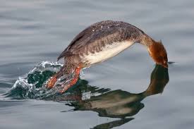 Attēlu rezultāti vaicājumam “Mergus serrator female”