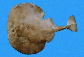 Image result for Tetronarce nobiliana