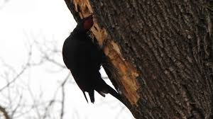 Attēlu rezultāti vaicājumam “Dryocopus martius”