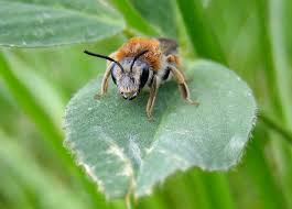 Attēlu rezultāti vaicājumam “Andrena haemorrhoa”