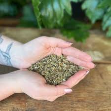 Attēlu rezultāti vaicājumam “Arctostaphylos uva-ursi leaf”