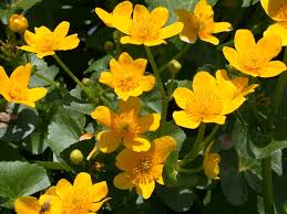 Attēlu rezultāti vaicājumam “Caltha palustris leaf”