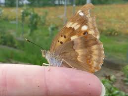 Attēlu rezultāti vaicājumam “Apatura ilia underside”