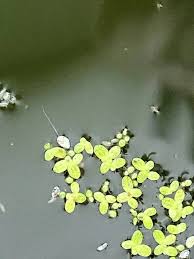 Attēlu rezultāti vaicājumam “Lemnaceae”