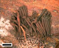 Attēlu rezultāti vaicājumam “Stemonitis fusca var. nigrescens”