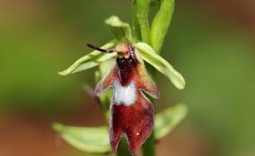 Attēlu rezultāti vaicājumam “Ophrys insectifera flower”