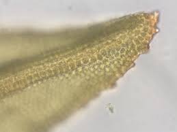 Attēlu rezultāti vaicājumam “Schistidium dupretii”