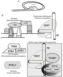 Image result for the end of the t-loop structure
