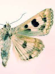 Attēlu rezultāti vaicājumam “Protoschinia scutosa”