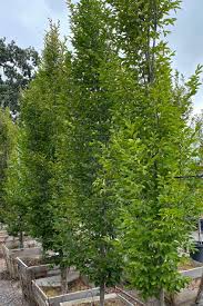 Attēlu rezultāti vaicājumam “Carpinus betulus”