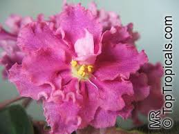 Image result for Saintpaulia ionantha Culitvar