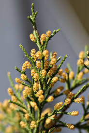 Attēlu rezultāti vaicājumam “Juniperus communis male flower”