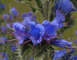 Attēlu rezultāti vaicājumam “Echium vulgare flower”