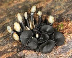 Attēlu rezultāti vaicājumam “Holwaya mucida”